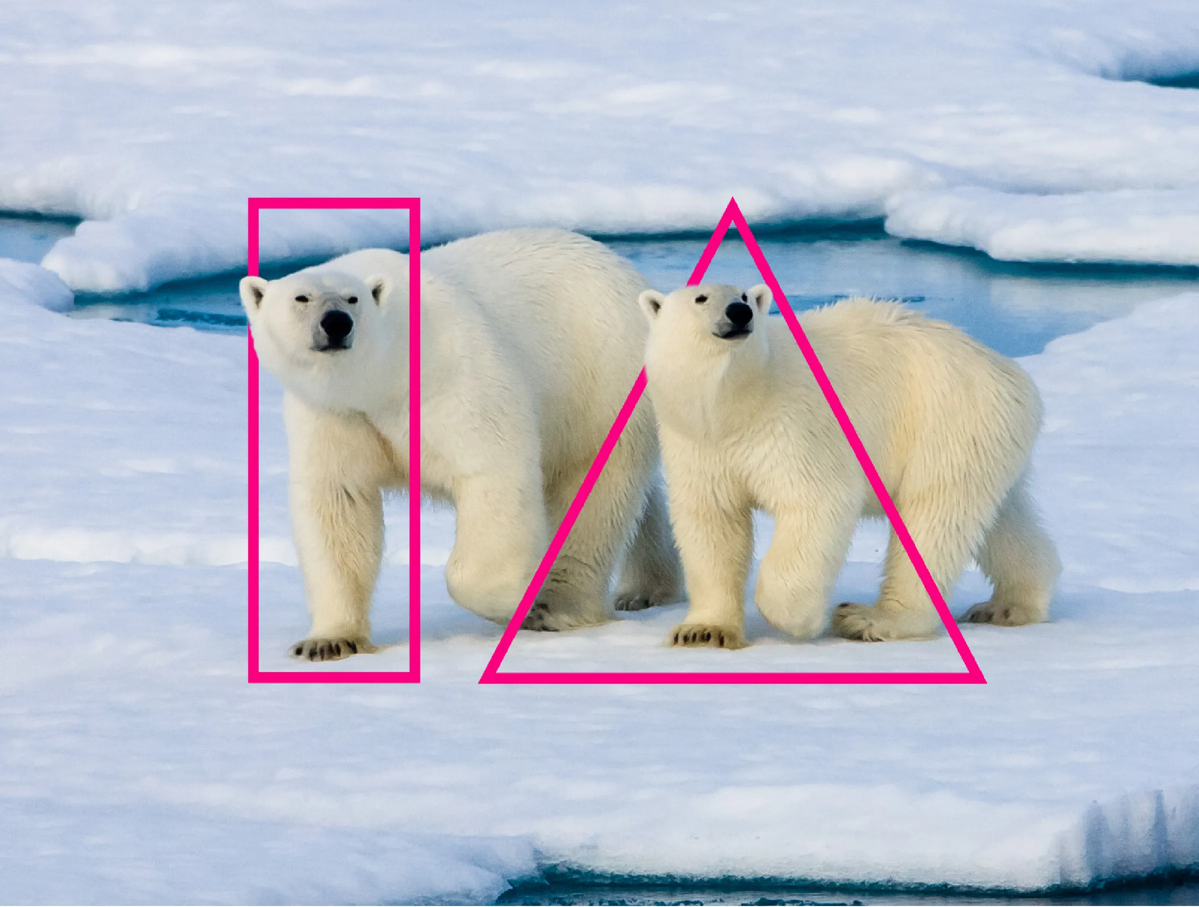 UCD IA logo weaved in with a photo of polar bears